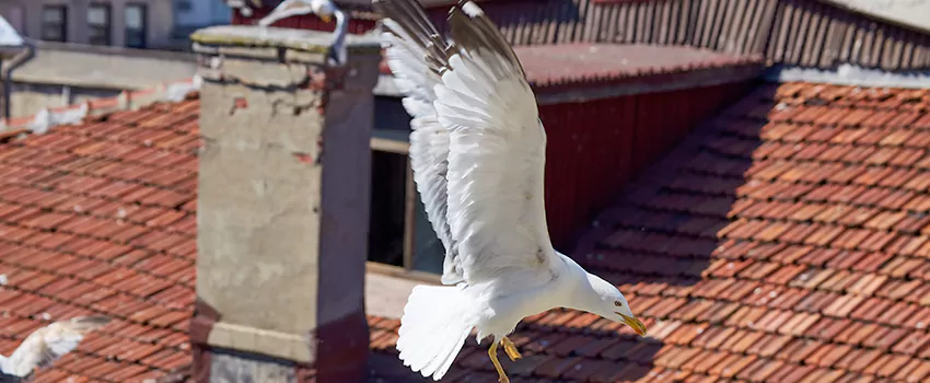 Residential Chimney Animal Removal Solution in Stephenville, TX