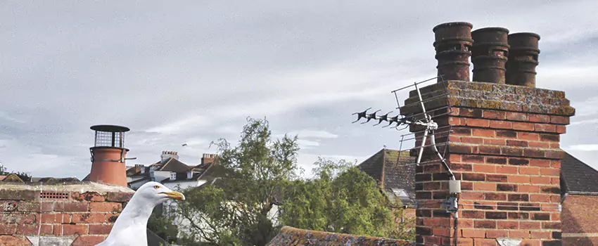 Chimney Cleaning And Restoration in Stephenville, Texas
